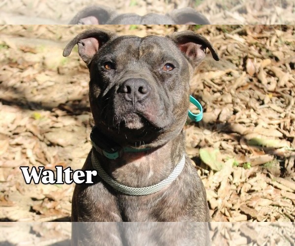 Medium Photo #7 American Pit Bull Terrier-Unknown Mix Puppy For Sale in Germantown, OH, USA