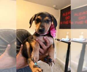 Mutt Dogs for adoption in Imlay City, MI, USA