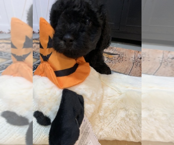 Medium Photo #1 YorkiePoo Puppy For Sale in WASHINGTON COURT HOUSE, OH, USA