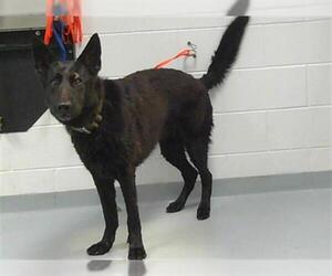 German Shepherd Dog Dogs for adoption in St. Cloud, FL, USA