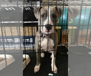 American Staffordshire Terrier Puppy for sale in ATL, GA, USA