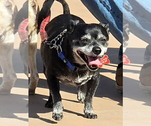 Max - Adopt Me! - Male Chihuahua-Unknown Mix Dog for Adoption - Photo #6