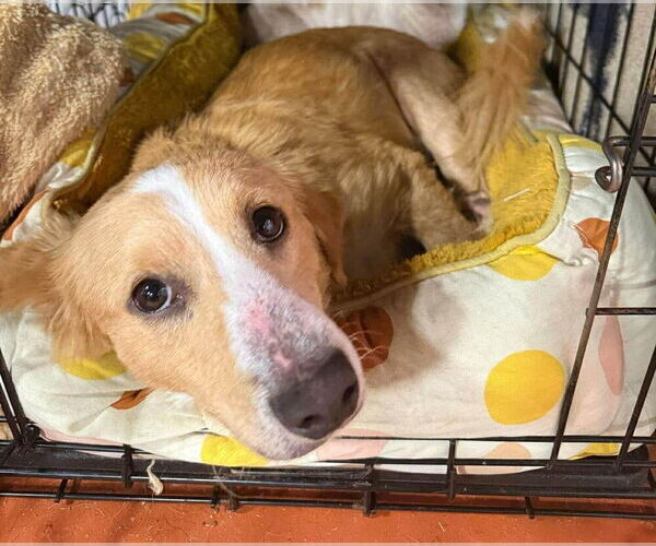 Medium Photo #2 Mutt Puppy For Sale in New York, NY, USA