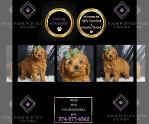 Goldendoodle (Miniature) Puppy for sale in WARSAW, IN, USA