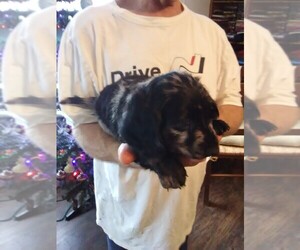 Dachshund Puppy for sale in HACKETT, AR, USA