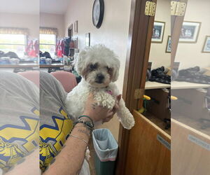 Maltese Dogs for adoption in Martinsburg, WV, USA