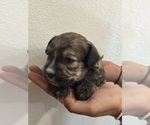 Small #3 Bernedoodle (Miniature)