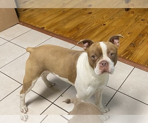 Boston Terrier Puppy for sale in GROVEOAK, AL, USA