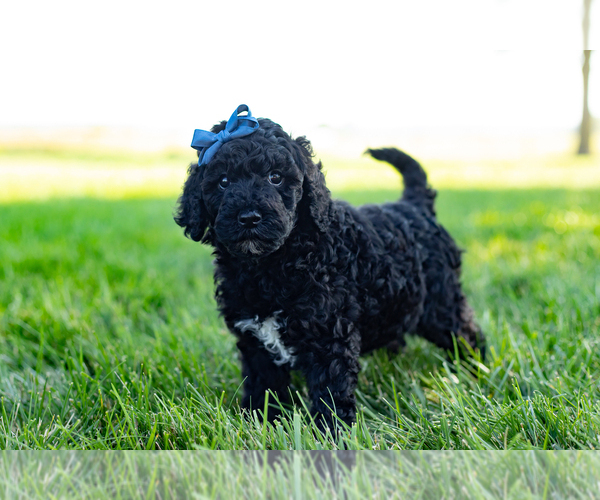 Medium Photo #1 Poodle (Standard) Puppy For Sale in SHIPSHEWANA, IN, USA