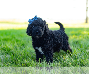 Poodle (Standard) Dog for Adoption in SHIPSHEWANA, Indiana USA