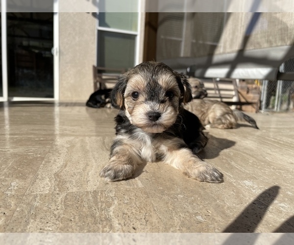 Medium Photo #11 Maltipoo Puppy For Sale in SANTA MARIA, CA, USA