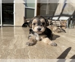 Small Photo #11 Maltipoo Puppy For Sale in SANTA MARIA, CA, USA