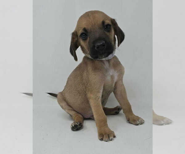 Medium Photo #1 Labrador Retriever-Unknown Mix Puppy For Sale in Brewster, NY, USA