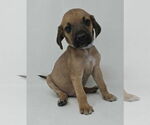 Small Labrador Retriever Mix