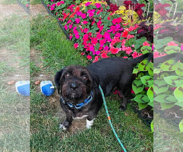 Medium Photo #4 Shih-Poo Puppy For Sale in Rochester, NY, USA