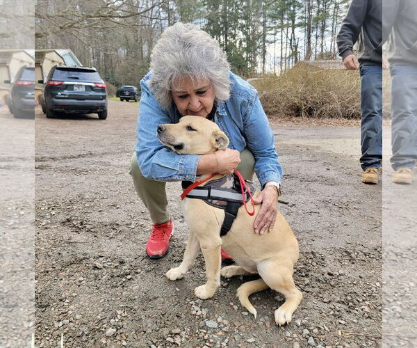Medium Photo #5 Labrador Retriever-Unknown Mix Puppy For Sale in Rockaway, NJ, USA