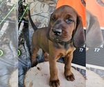 Small #4 Redbone Coonhound