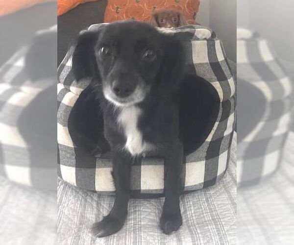 Medium Photo #1 Chihuahua-Colonial Cocker Spaniel Mix Puppy For Sale in Los Angeles, CA, USA