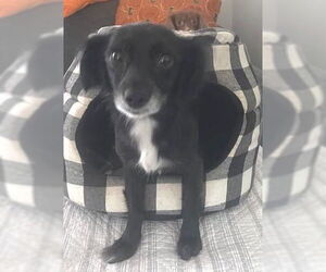 Chihuahua-Colonial Cocker Spaniel Mix Dogs for adoption in Los Angeles, CA, USA