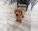 Puppy Bruno Golden Retriever