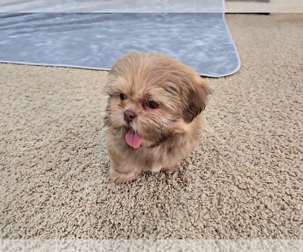 Medium Photo #10 Shih Tzu Puppy For Sale in CARLYLE, IL, USA