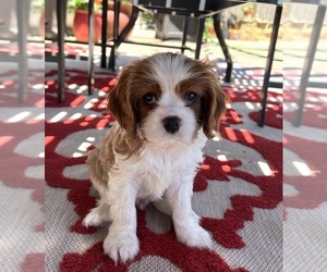 Cavalier King Charles Spaniel Puppy for sale in TEMPLETON, CA, USA