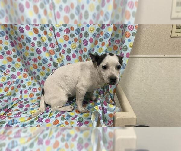 Medium Photo #1 Chihuahua-Unknown Mix Puppy For Sale in Modesto, CA, USA