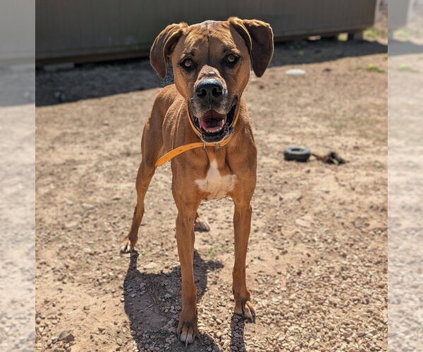 Medium Photo #3 Boxador Puppy For Sale in Vail, AZ, USA