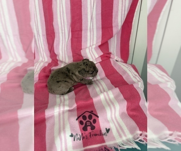 Medium Photo #31 French Bulldog Puppy For Sale in OPP, AL, USA