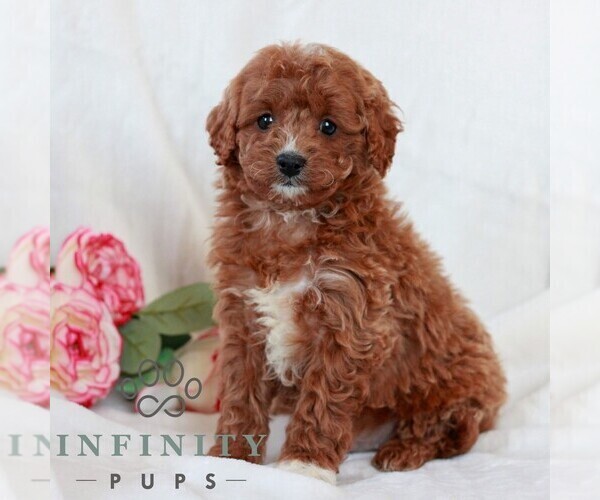 Medium Photo #1 Cavapoo (Miniature) Puppy For Sale in LITITZ, PA, USA