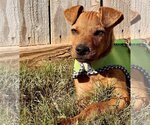 Small #3 Jack Russell Terrier-Labrador Retriever Mix