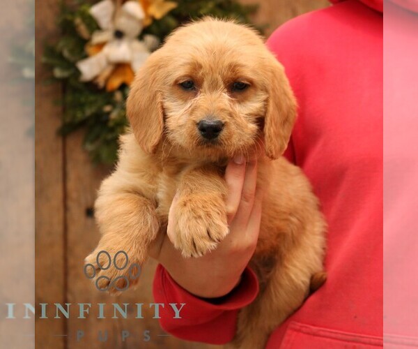 Medium Photo #4 Goldador Doodle Puppy For Sale in NARVON, PA, USA