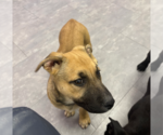 Small #2 German Shepherd Dog Mix