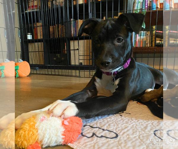 Medium Photo #9 Labrador Retriever-Unknown Mix Puppy For Sale in Washington, DC, USA