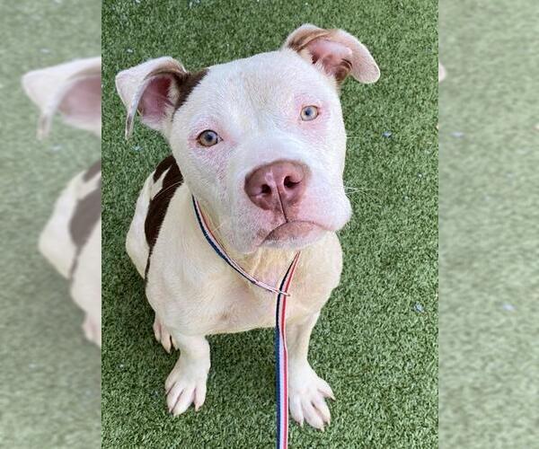 Medium Photo #1 American Pit Bull Terrier Puppy For Sale in Fayetteville, NC, USA