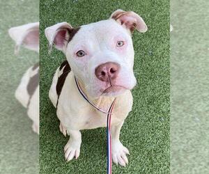 American Pit Bull Terrier Dogs for adoption in Fayetteville, NC, USA