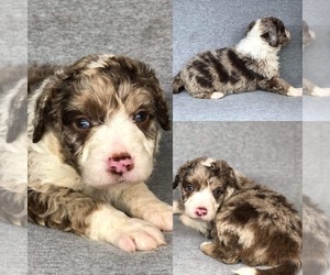 Aussiedoodle Puppy for sale in BROOKER, FL, USA