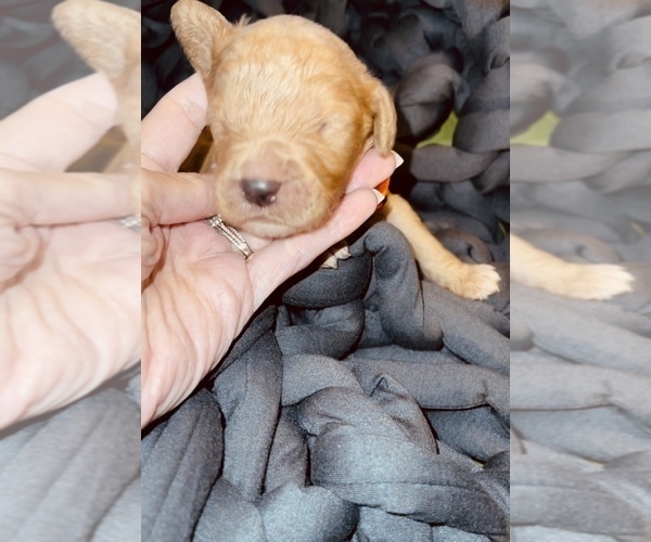Medium Photo #5 Goldendoodle Puppy For Sale in WEST PLAINS, MO, USA
