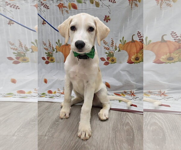 Medium Photo #1 Golden Labrador Puppy For Sale in Attalka, AL, USA