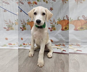Golden Labrador Dogs for adoption in Attalka, AL, USA