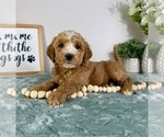 Small #4 Goldendoodle (Miniature)