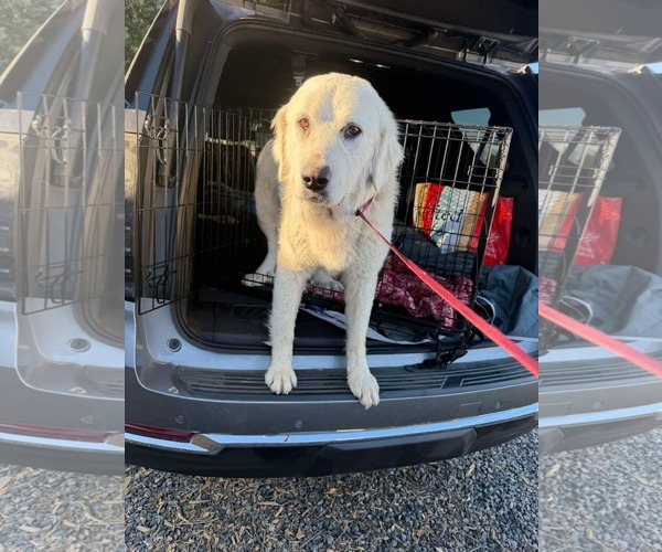 Medium Photo #1 Great Pyrenees-Unknown Mix Puppy For Sale in San Diego, CA, USA