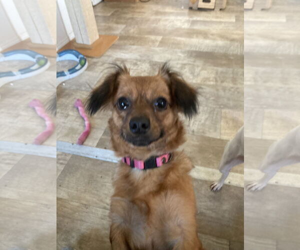 Medium Photo #6 Chiweenie Puppy For Sale in San Diego, CA, USA