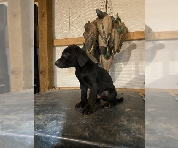 Medium Photo #6 Labrador Retriever Puppy For Sale in EDMOND, OK, USA