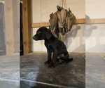 Small Photo #6 Labrador Retriever Puppy For Sale in EDMOND, OK, USA