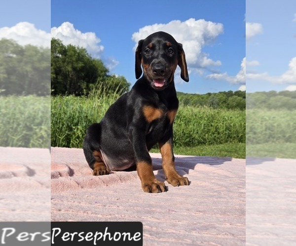 Medium Photo #4 Doberman Pinscher Puppy For Sale in POMEROY, OH, USA