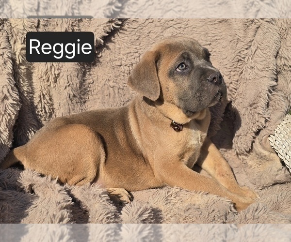 Medium Photo #5 Cane Corso Puppy For Sale in MINERAL WELLS, WV, USA