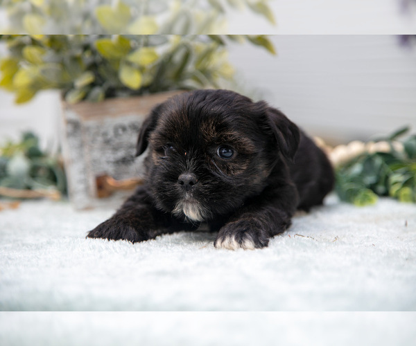 Medium Photo #9 Shorkie Tzu Puppy For Sale in BERNE, IN, USA