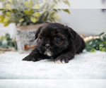 Small Photo #9 Shorkie Tzu Puppy For Sale in BERNE, IN, USA