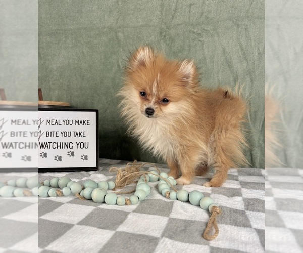Medium Photo #5 Pomeranian Puppy For Sale in INDIANAPOLIS, IN, USA